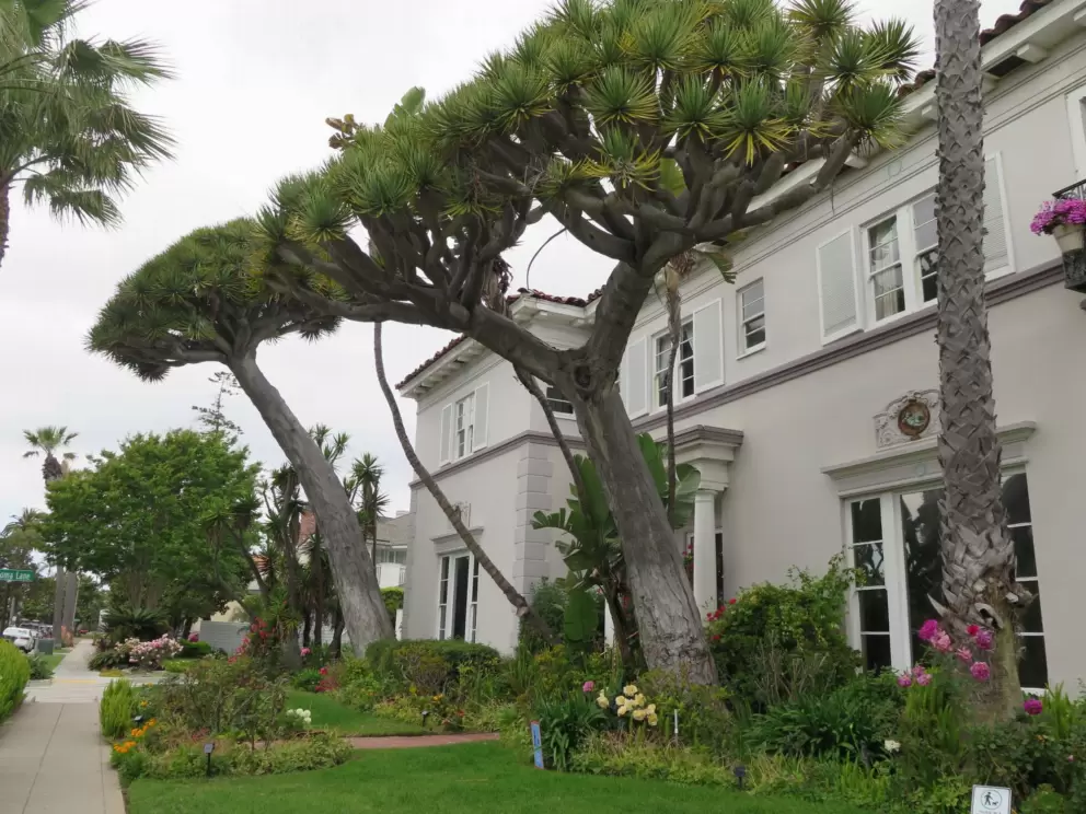 Canary Island Dragon trees by a house with columns. 