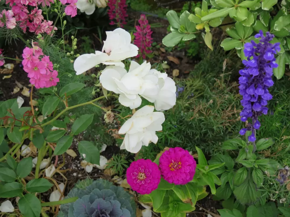 Amazing flowers in a garden at Star Park Circle. 