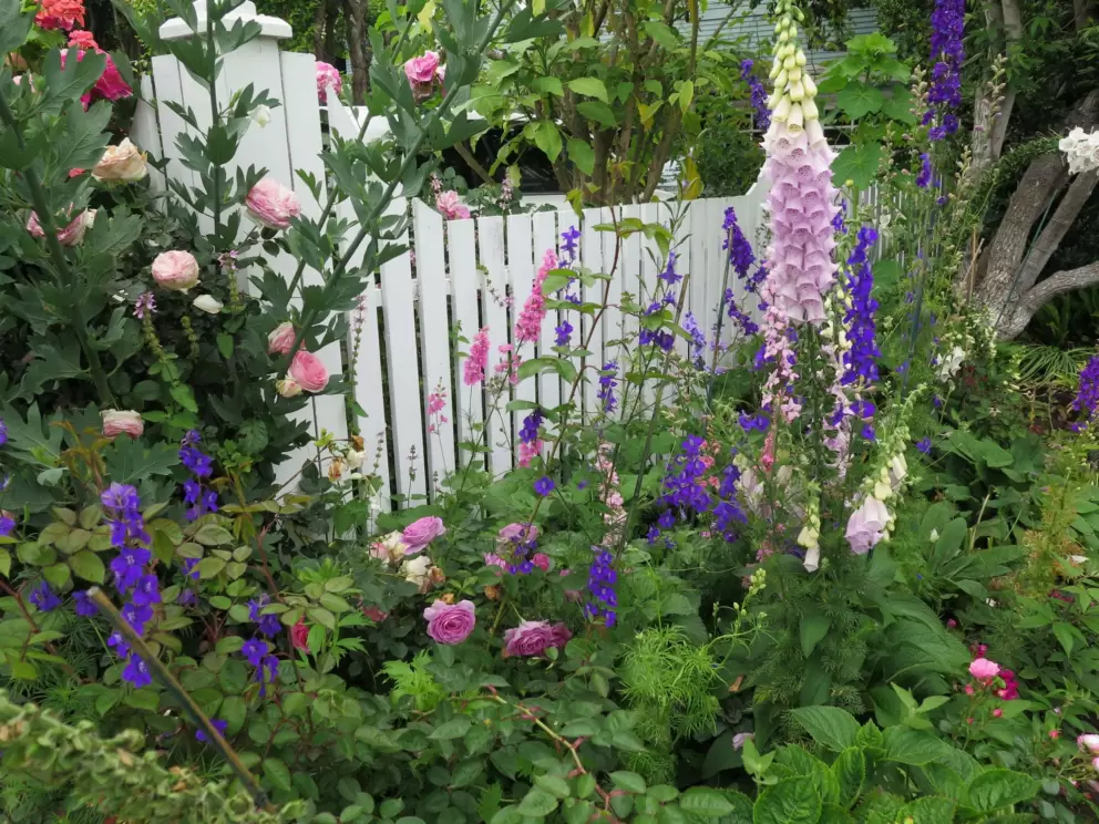 Foxglove, roses, and flowers galore at Star Park Circle.