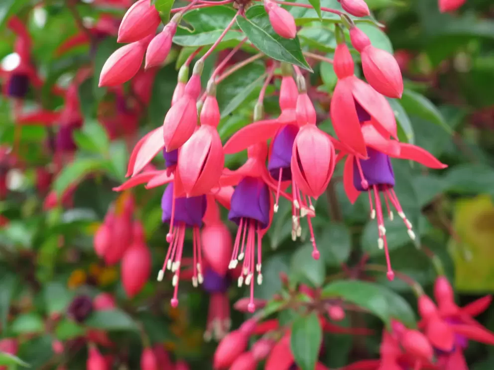 Hummingbird Fuschia- so beautiful!