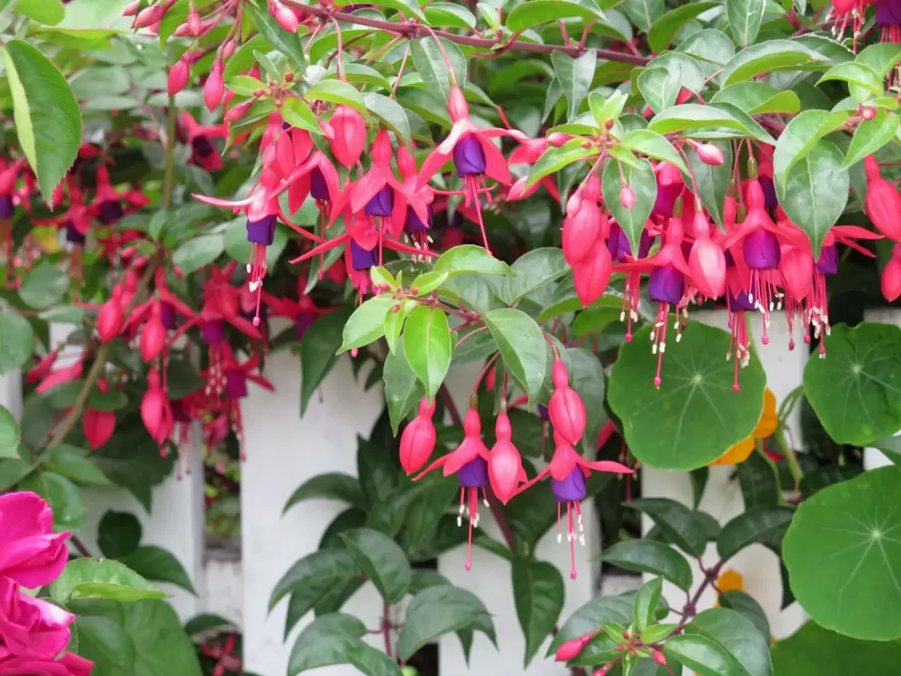 Hummingbird Fuschia in a garden at Star Park Circle.