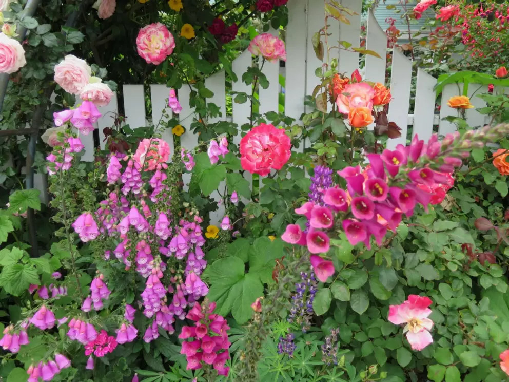 Deep pink foxglove and roses. 