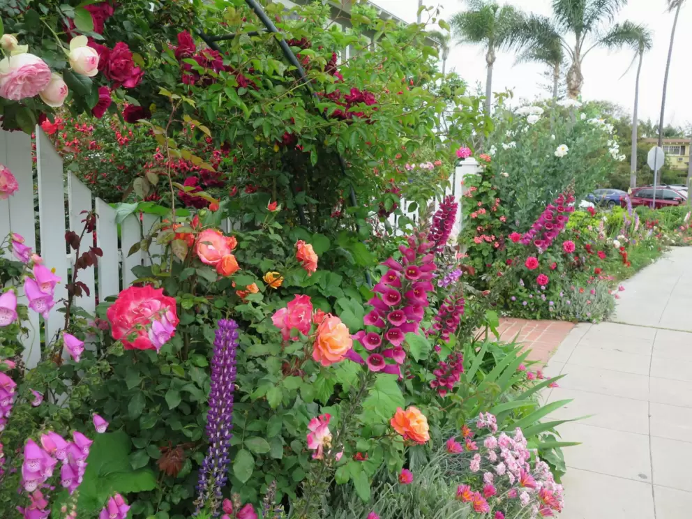 Deep pink foxglove and orange roses. 