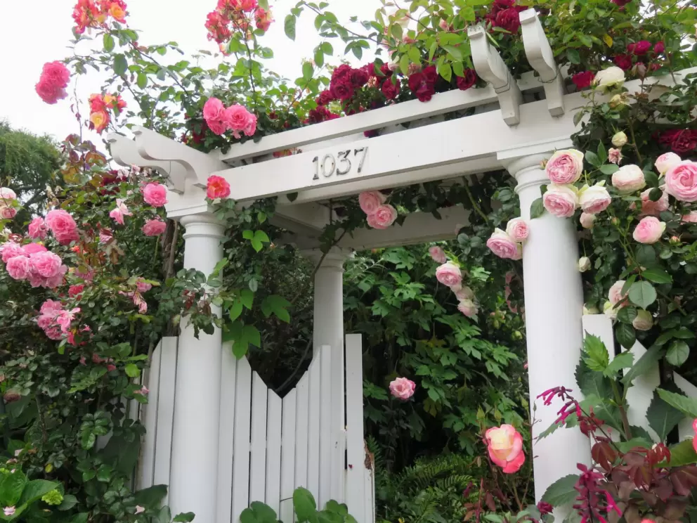 Roses hanging over an archway at Star Park Circle, in May. 