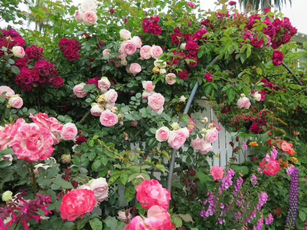 Roses in abundance, in May!