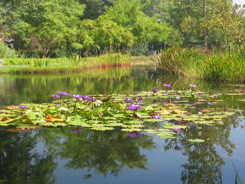 The lily pond and sculpture garden outside the Norton Simon Museum.