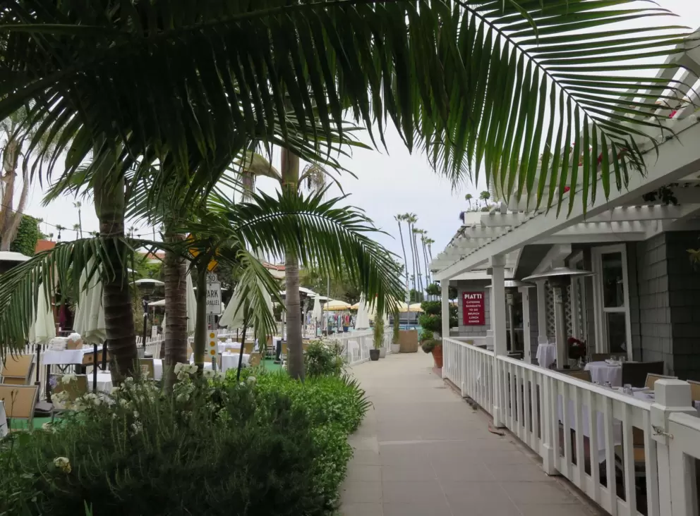Palms setting a tropical vibe. 