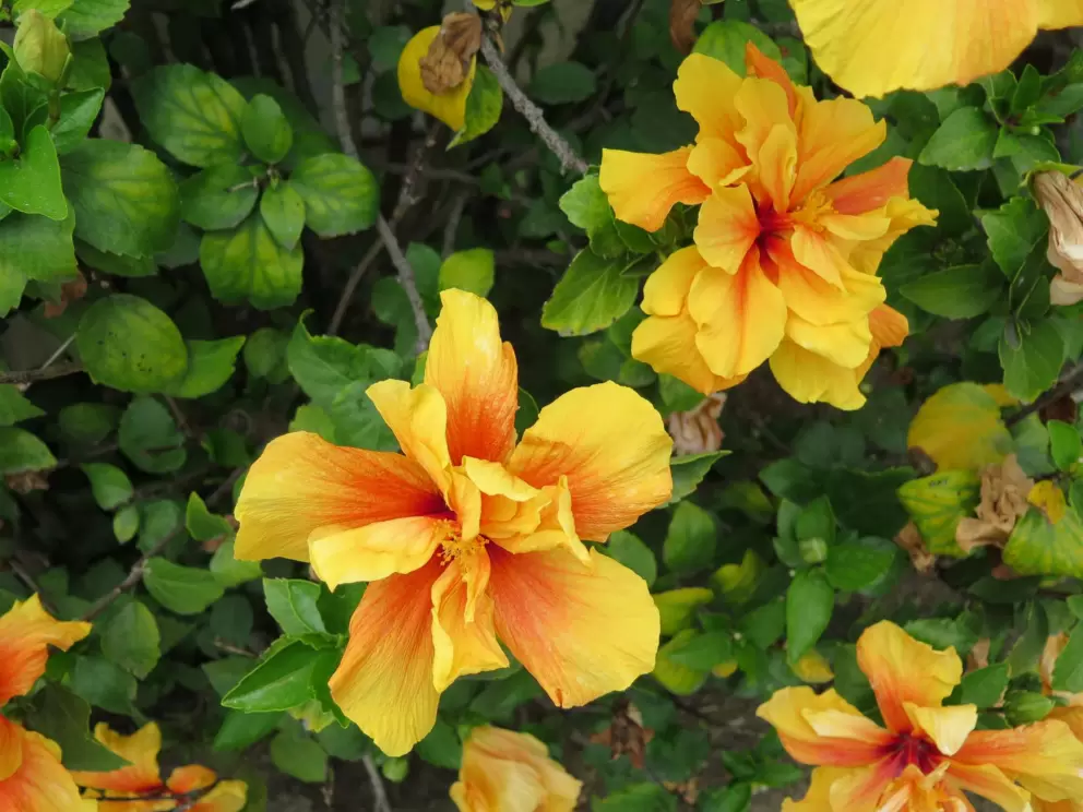 Orange tropical flowers!