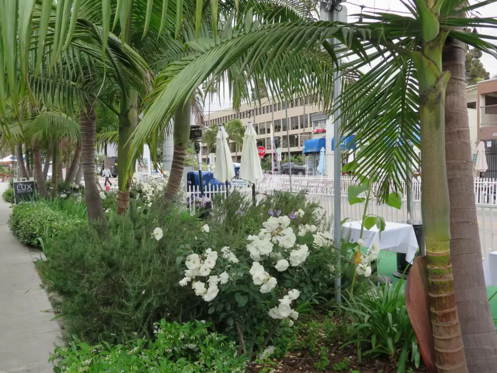 Roses and tropical palms. 