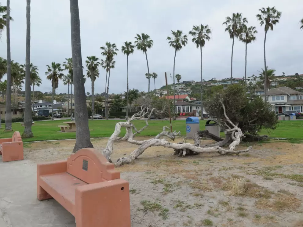Gnarled tree, row of palms, and benches. 