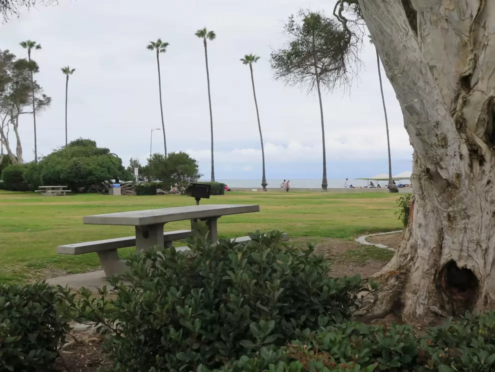 Big tree and picnic table in the shade. 