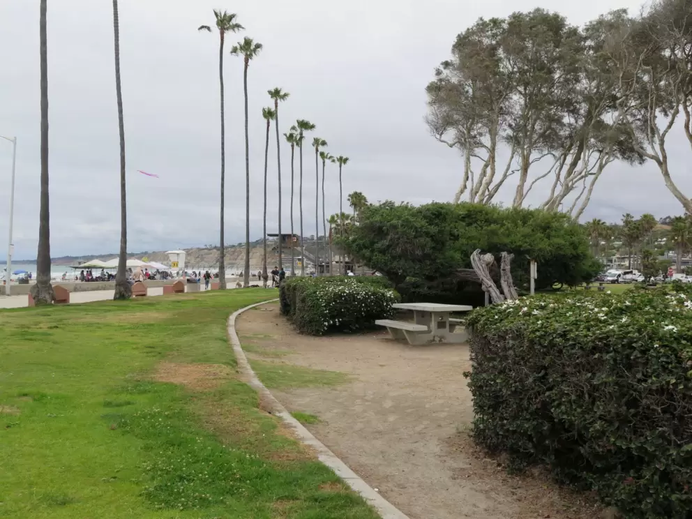 Rows of palms where Kellogg Park meets the beach boardwalk. 