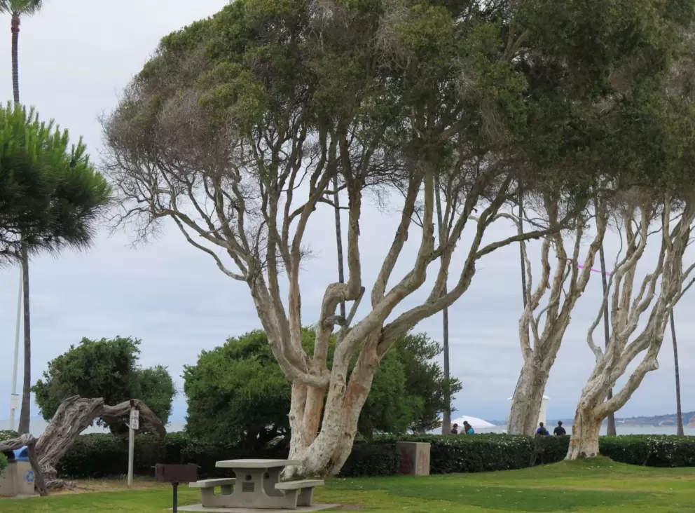 Gnarled trees reaching toward the sea. 