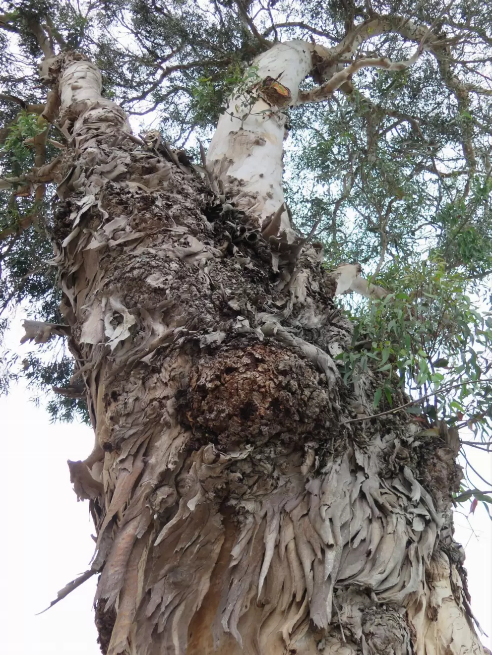 Eucalyptus tree. 