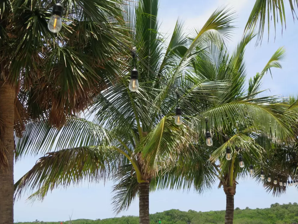 Strung lights and palm trees above you. 