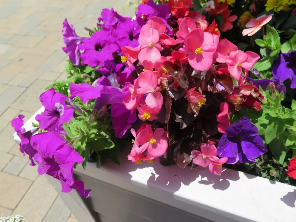 Flowers in a planter. 