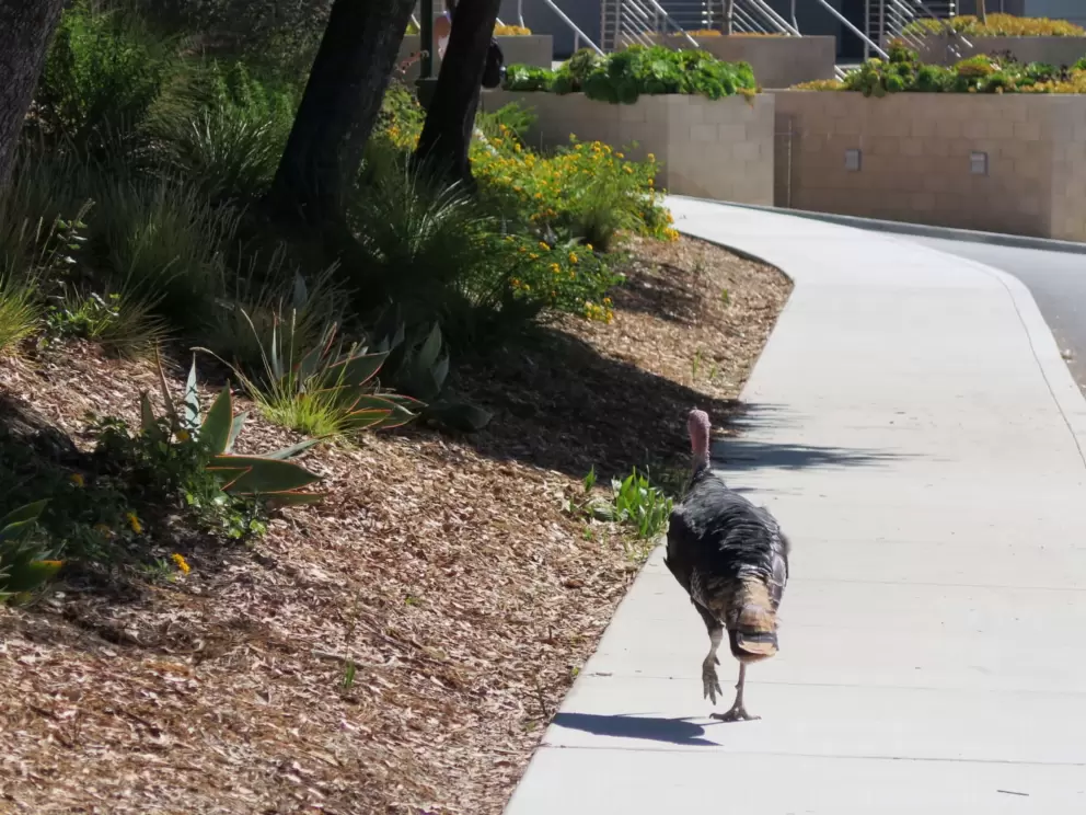 A turkey walking along the sidewalk on Klamath Road!