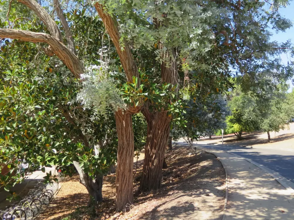 It's wonderful to stroll along Klamath Road in the shade on a hot September day. 