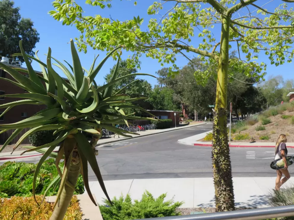 Tropical tree with bright green trunk, by Vista Grande Dining Hall. 