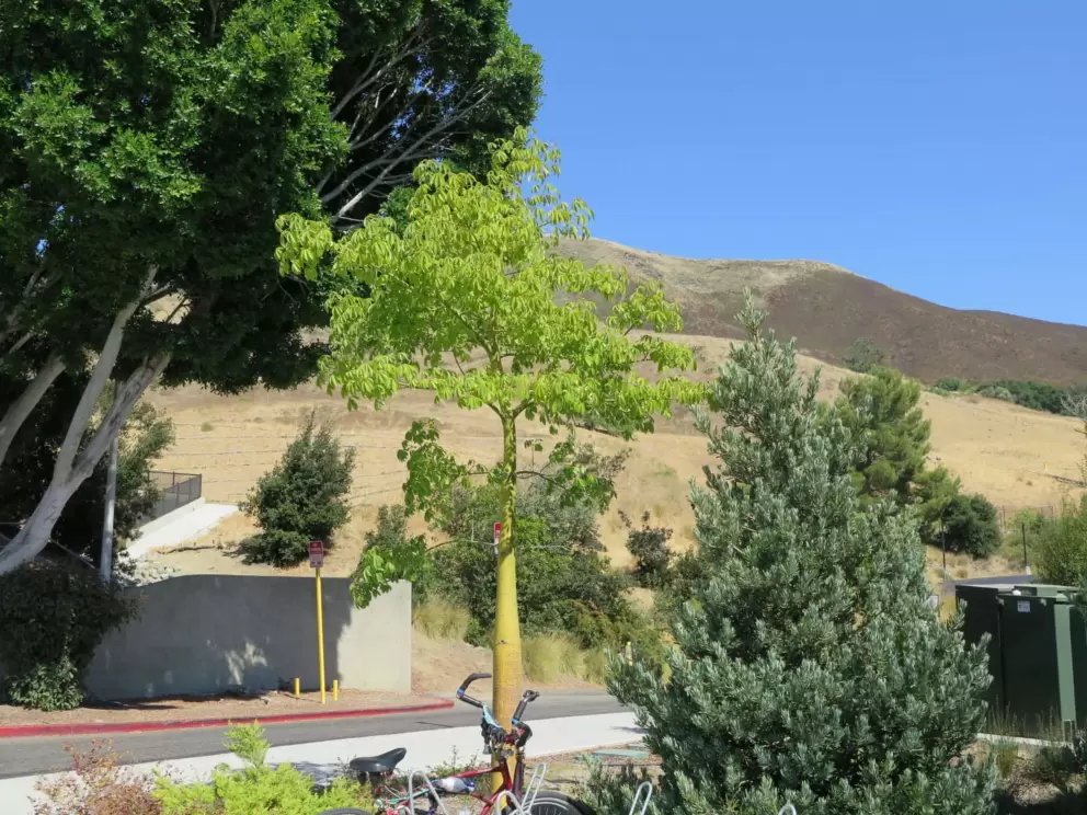 The mountains are dry in summer. 