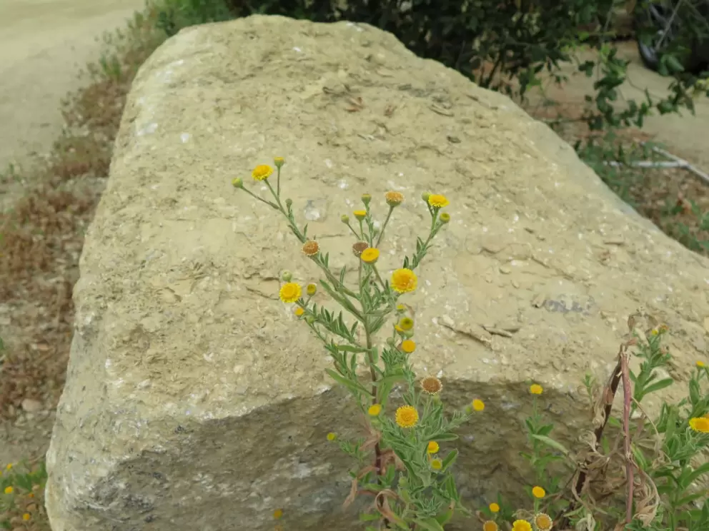 Yellow flowers and beautiful boulder. 
