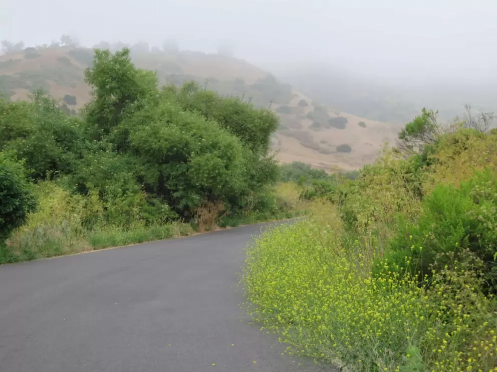 Yellow flowers along the road that you walk. 