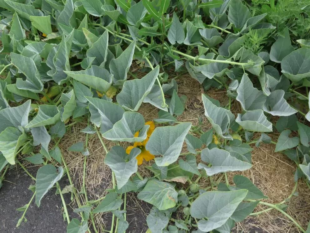 Heart-shaped leaves. 