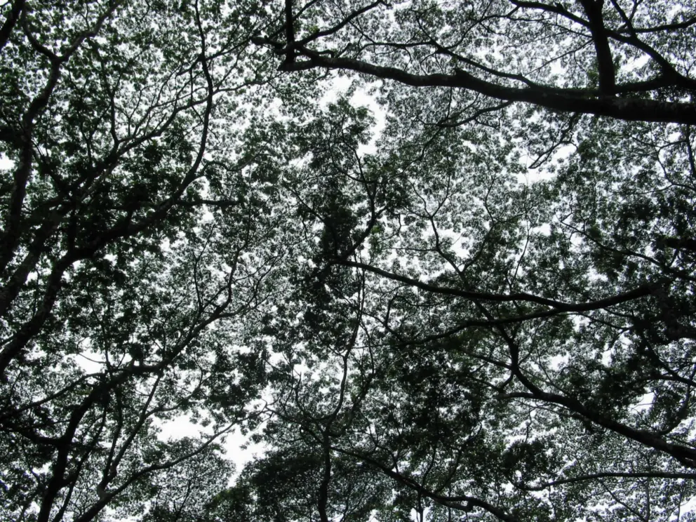 Pattern above you at Lava Tree State Park. 