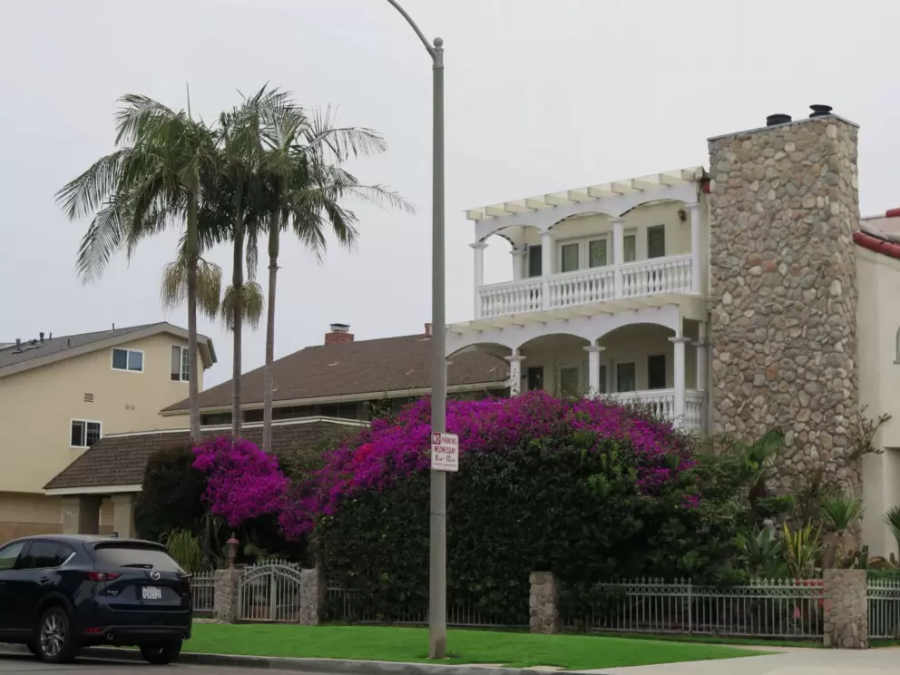 Purple bougainvillea. 