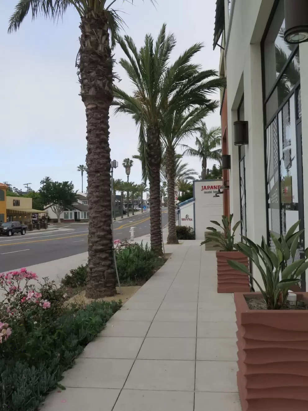Palm-lined street. 
