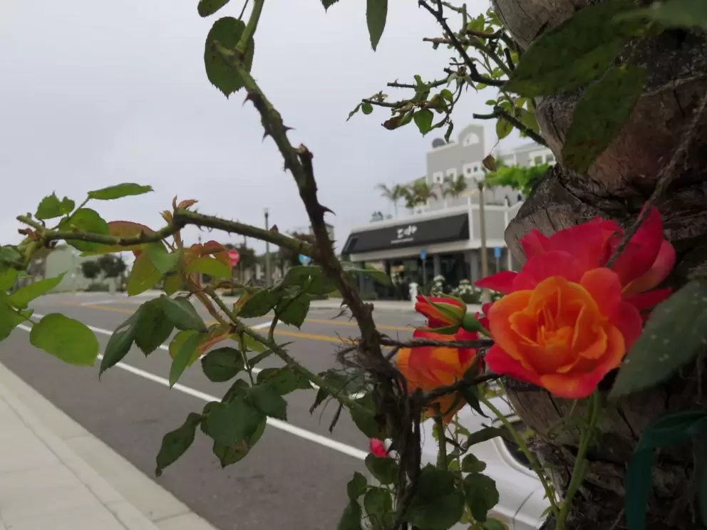 Rose, and stores behind. 