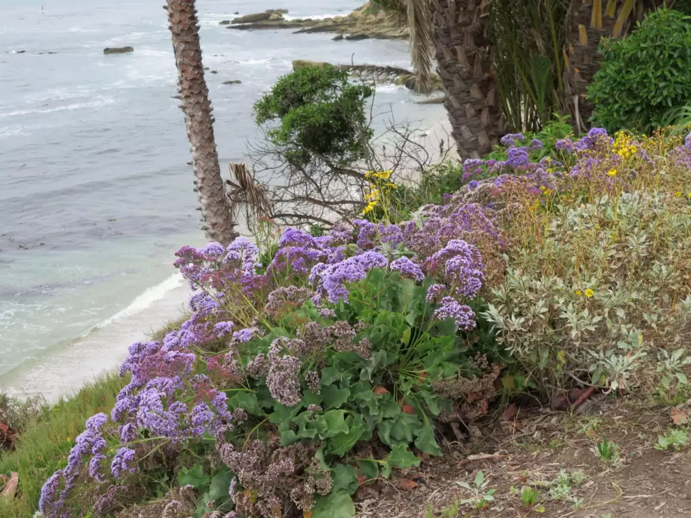Purple flowers above the beach. 
