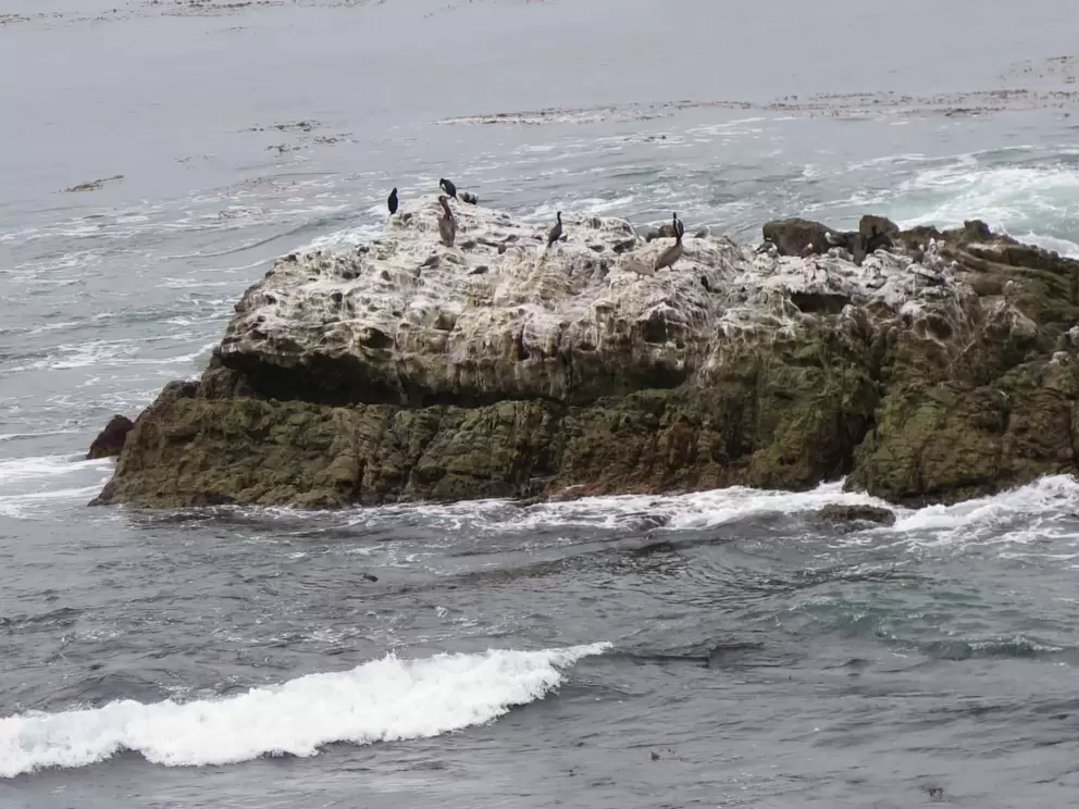 Bird Rock. 
