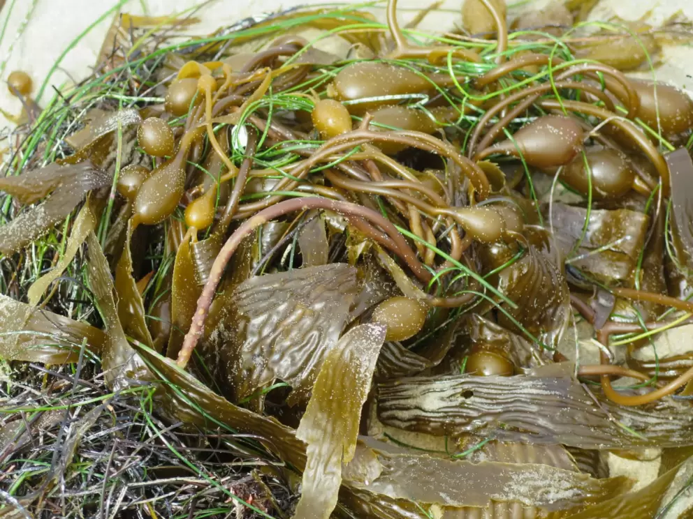 Kelp. 