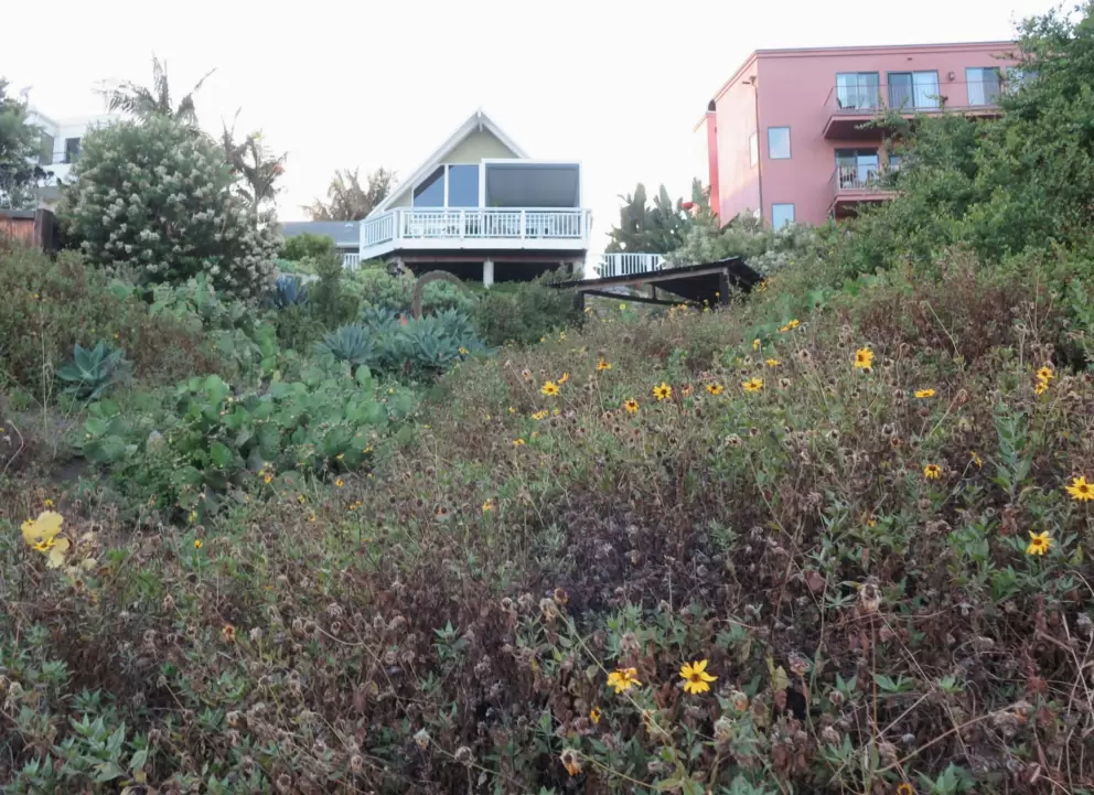 Dune sunflowers and beach house. 