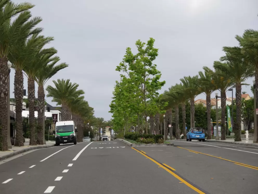 Row of palms. 