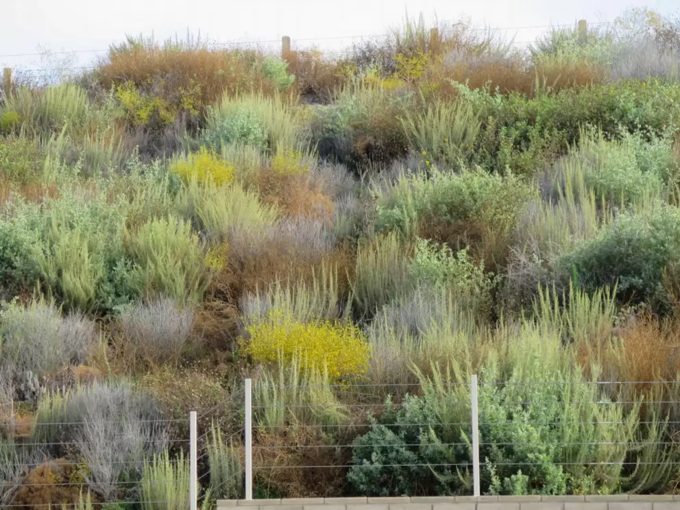 The many colors of the native plants. 