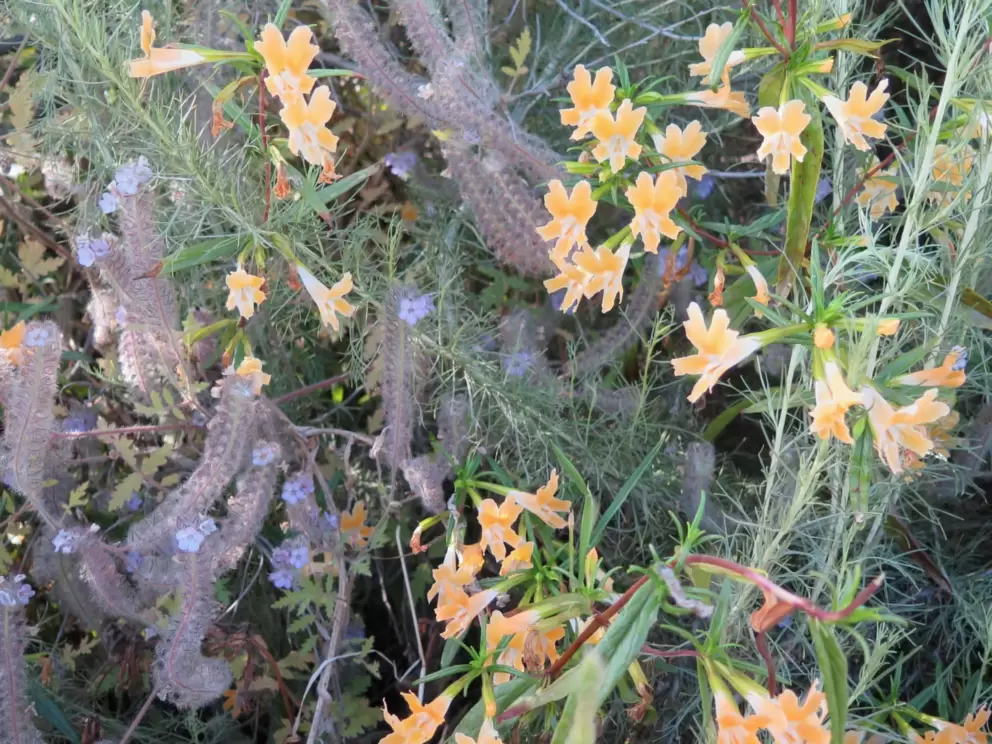 Wildflowers. 
