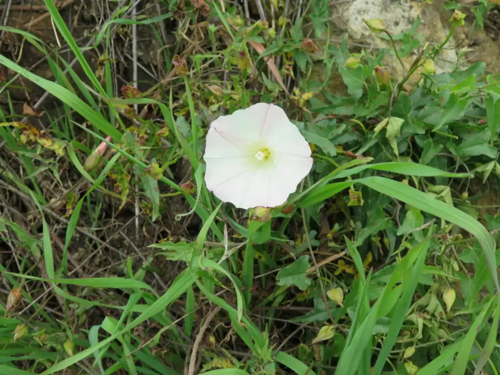 White morning glory vine. 