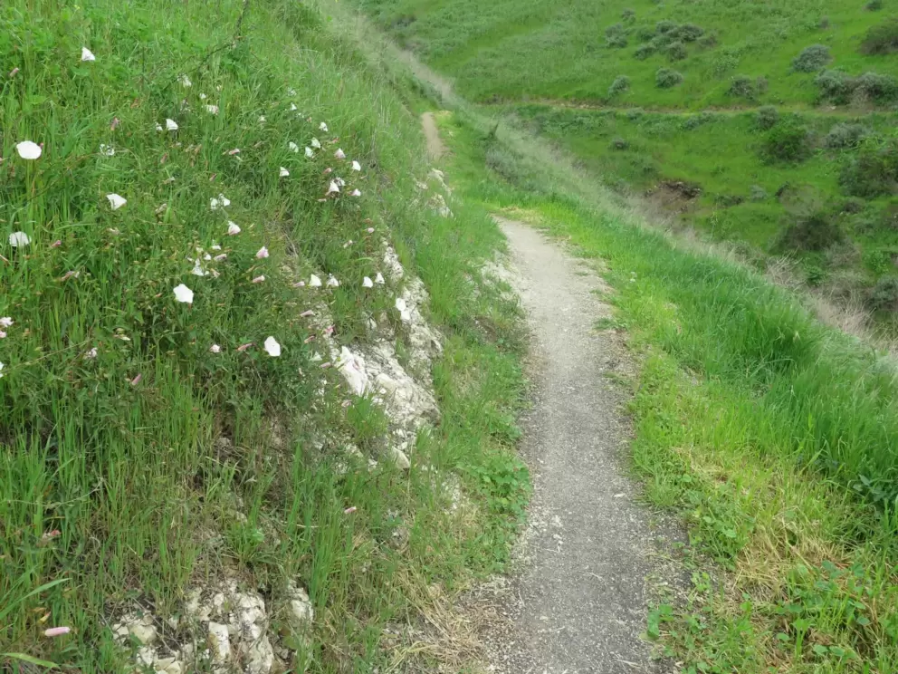 Morning glory along the trail. 