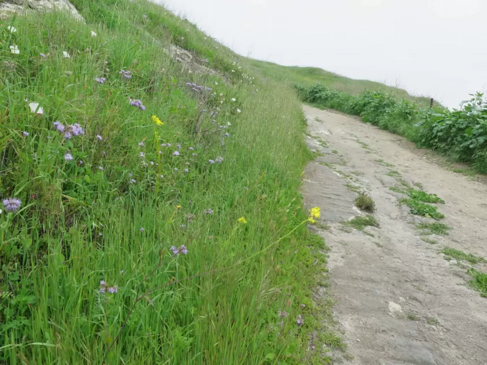 Wildflowers in purple, yellow, and white along the trail. 