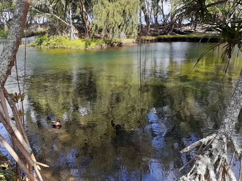Clear water and ducks at the ice pond. 