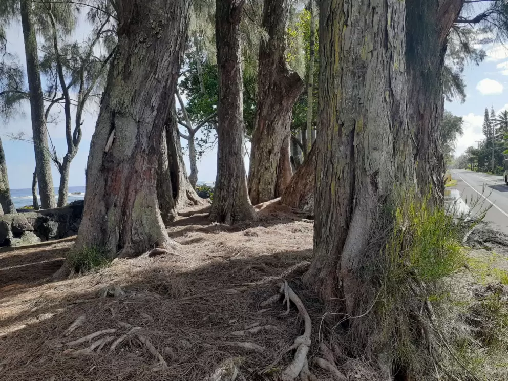 Ironwood trees along the road. 