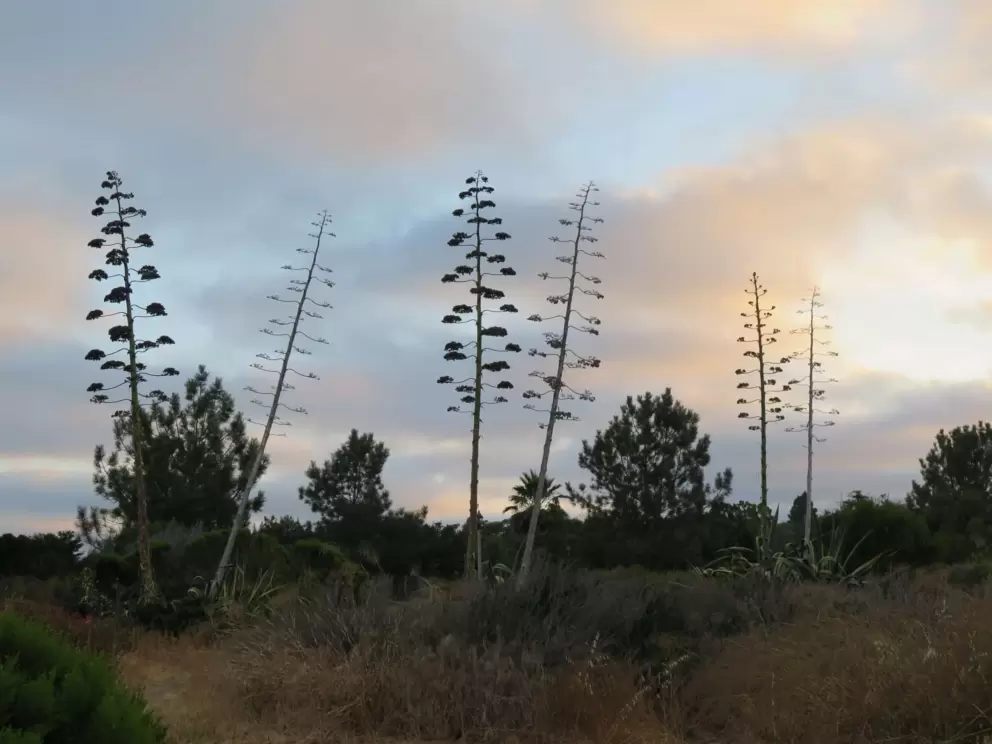 Agave americana plants silhouetted against the sunset. 