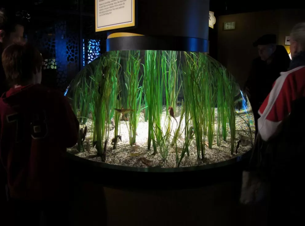 Sea horse tank- so beautiful!