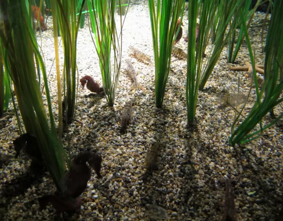 Sea horses float about in the tank.