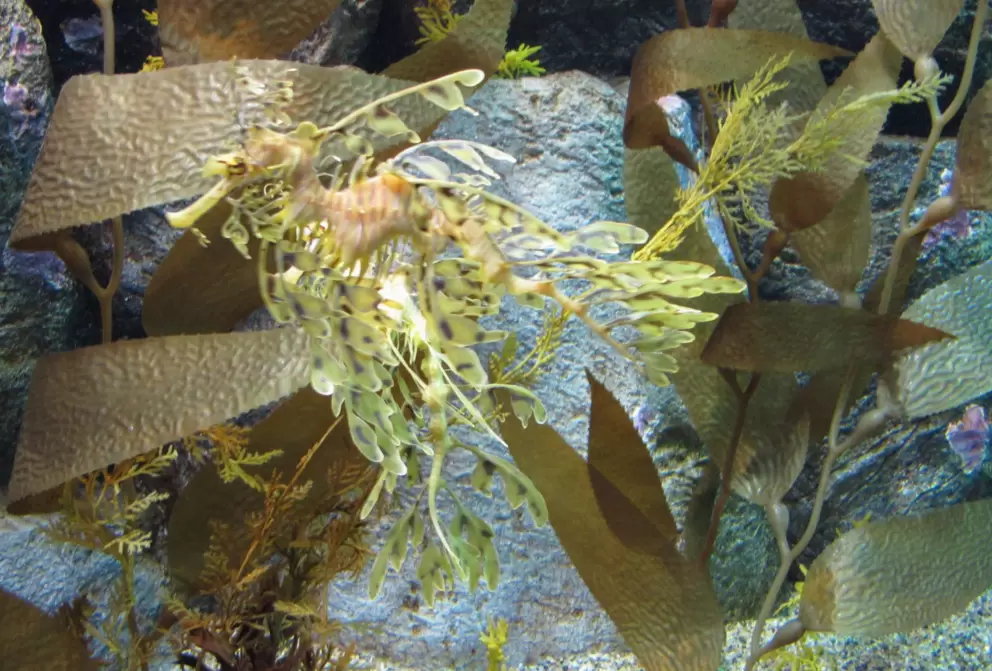 Incredible camouflaged sea horse that looks like leafy seaweed.