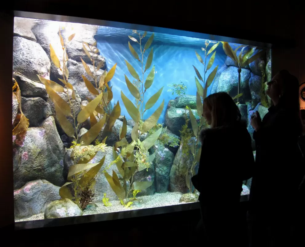 A girl and her mom delight at the sea horse exhibit.