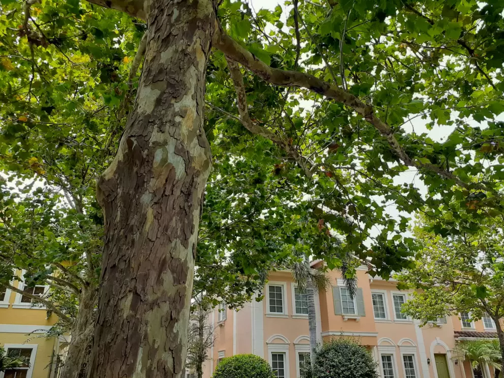 Leafy trees and orange houses with green shutters in Canterbury Place neighborhood. 