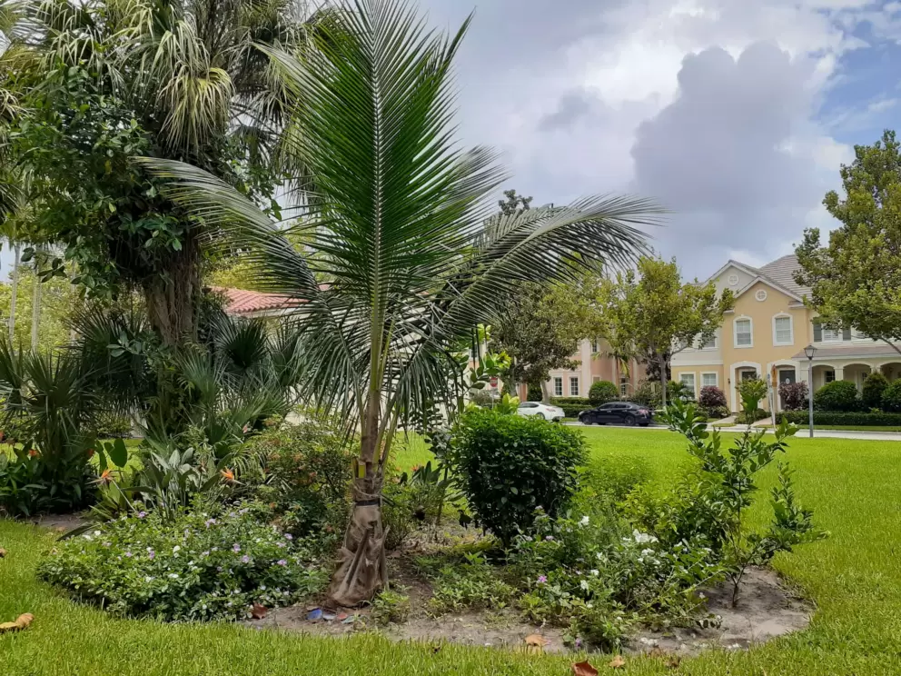 Lawn area with landscaping in Canterbury Place neighborhood. 